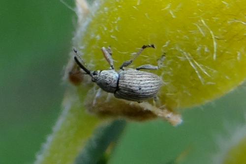 Exapion ulicis